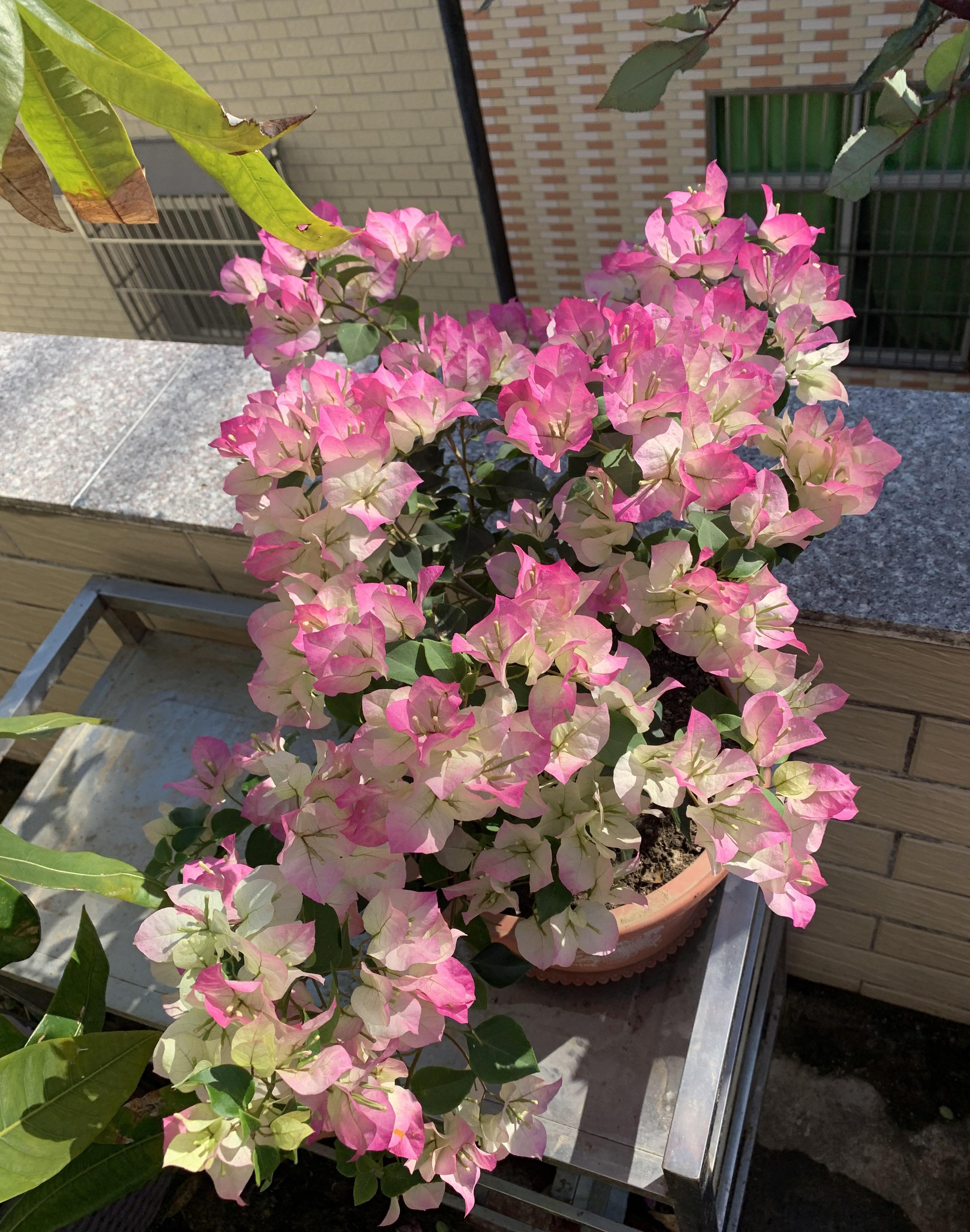 好看的花草有哪些（推荐7种越晒越泼辣的漂亮花）