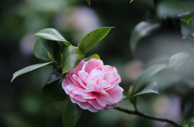 「诗词鉴赏」山茶花开时，十一首山茶花的诗词，烂红如火雪中开