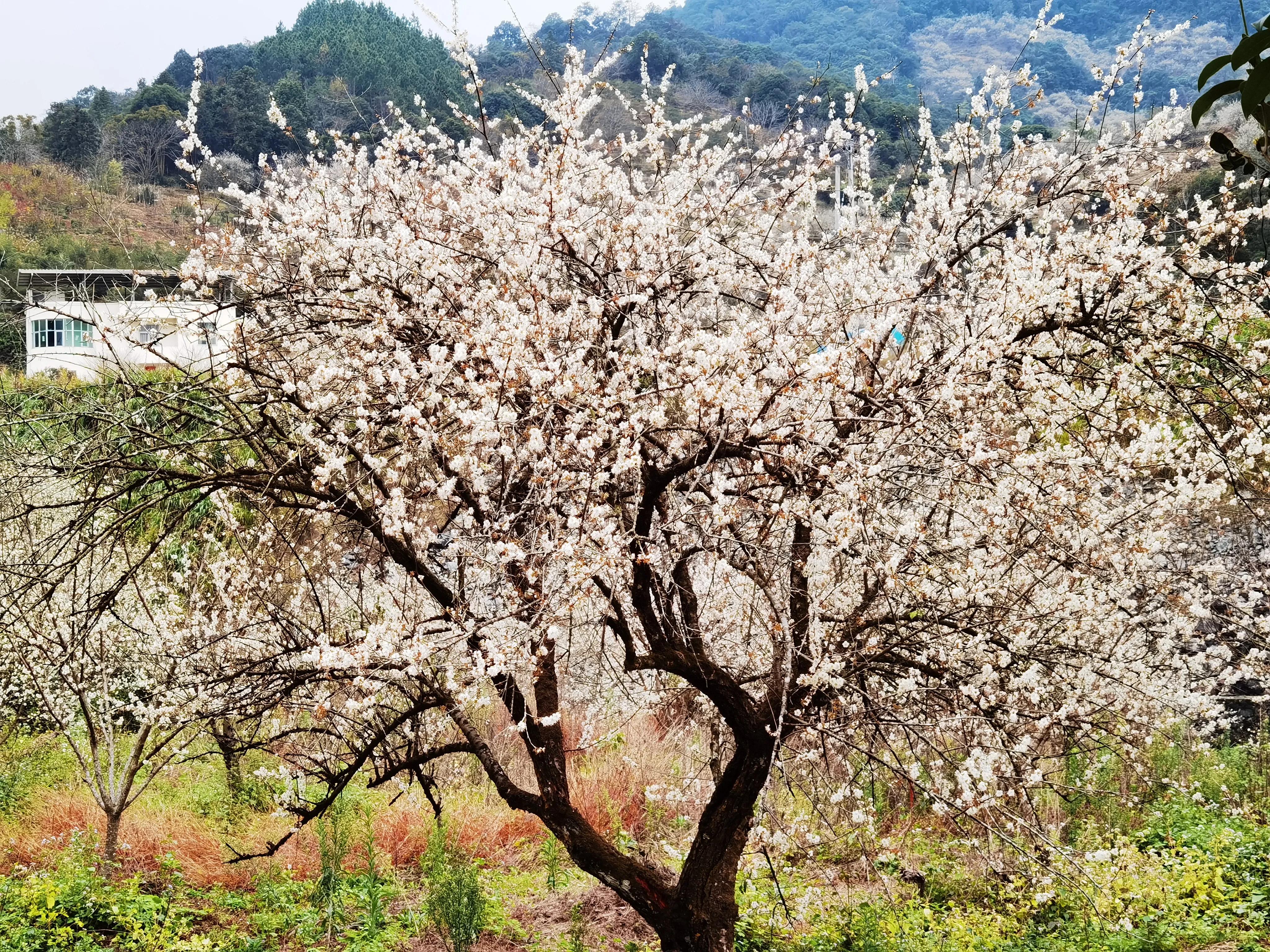 青梅花如雪，幽香溢冬月