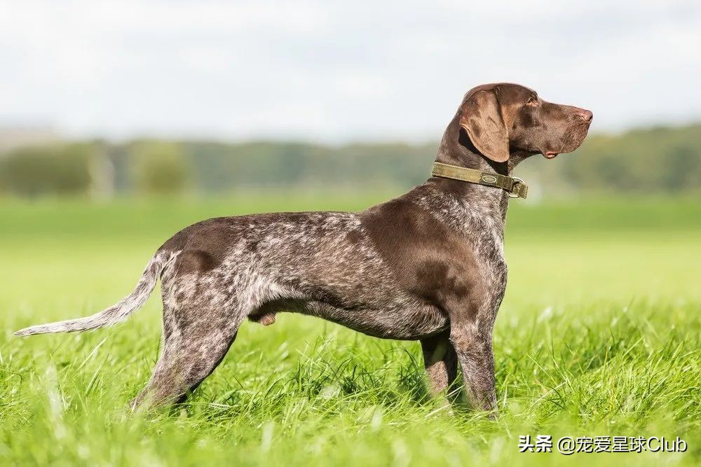 百科 | 德国短毛指示猎犬,户外人必备的全能枪猎犬