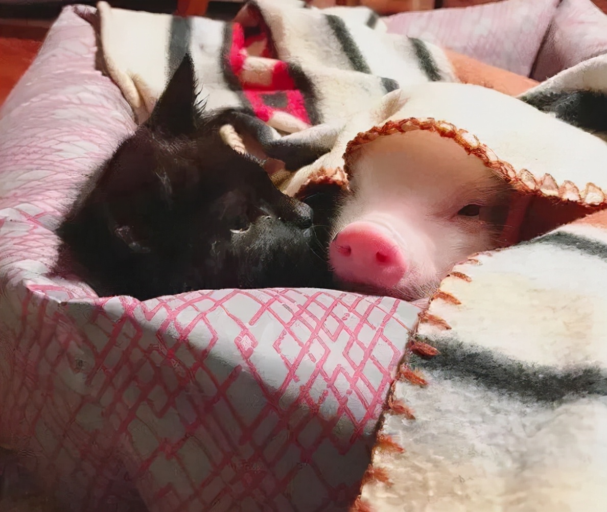 被残疾猫妈养大的小猪,坚定地认为自己是只猫,网友:猪咪?