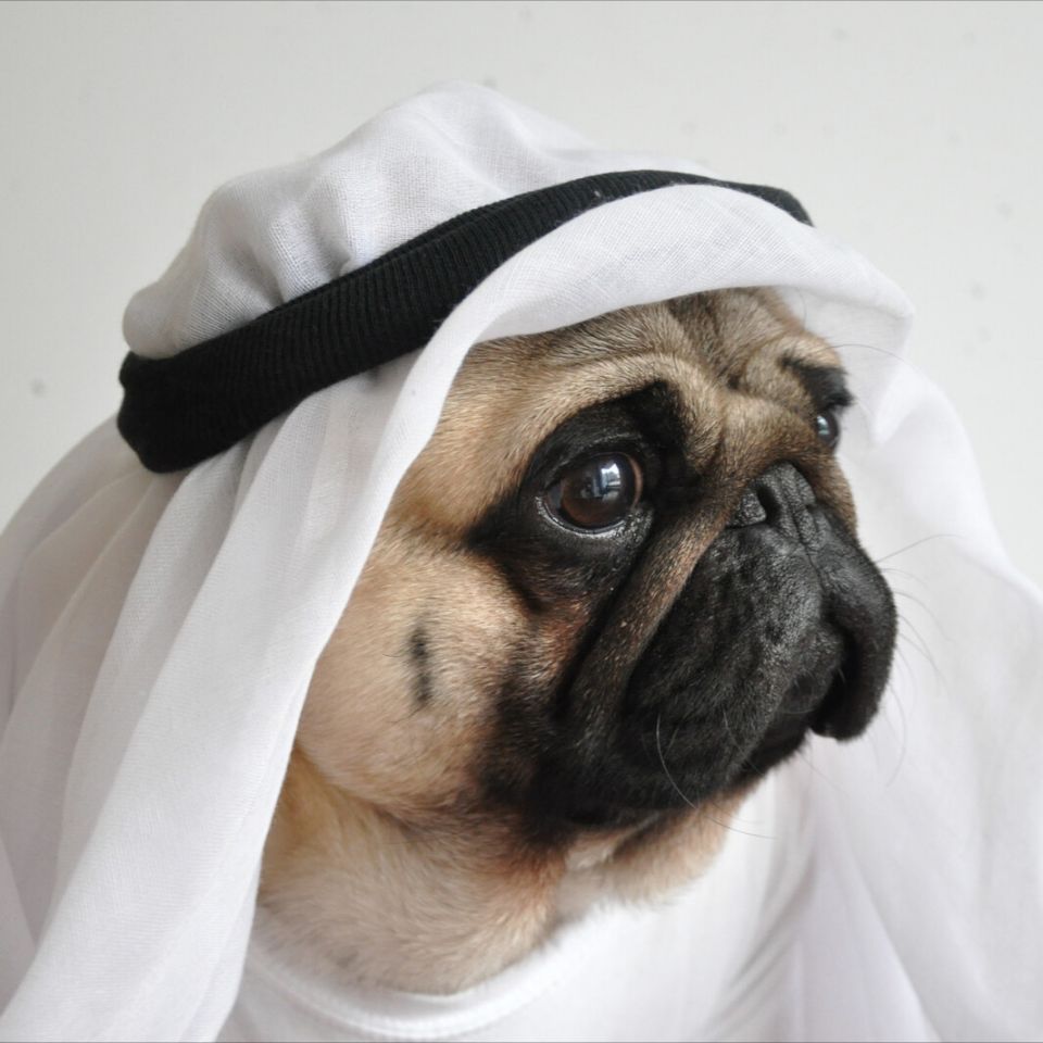 巴哥犬vs法国斗牛犬,你更喜欢哪种?