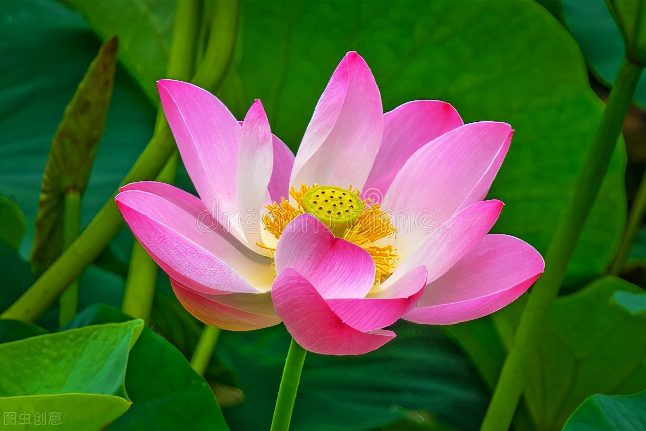 致梦中爱人：此生唯你，承诺不渝
