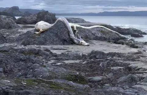 17年内蒙古坠龙事件是如何回事呢？？虚假信息不可信