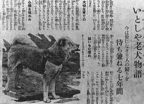 八公原型:主人死后曾遭虐待,车站苦等10年后病死,与主人同葬