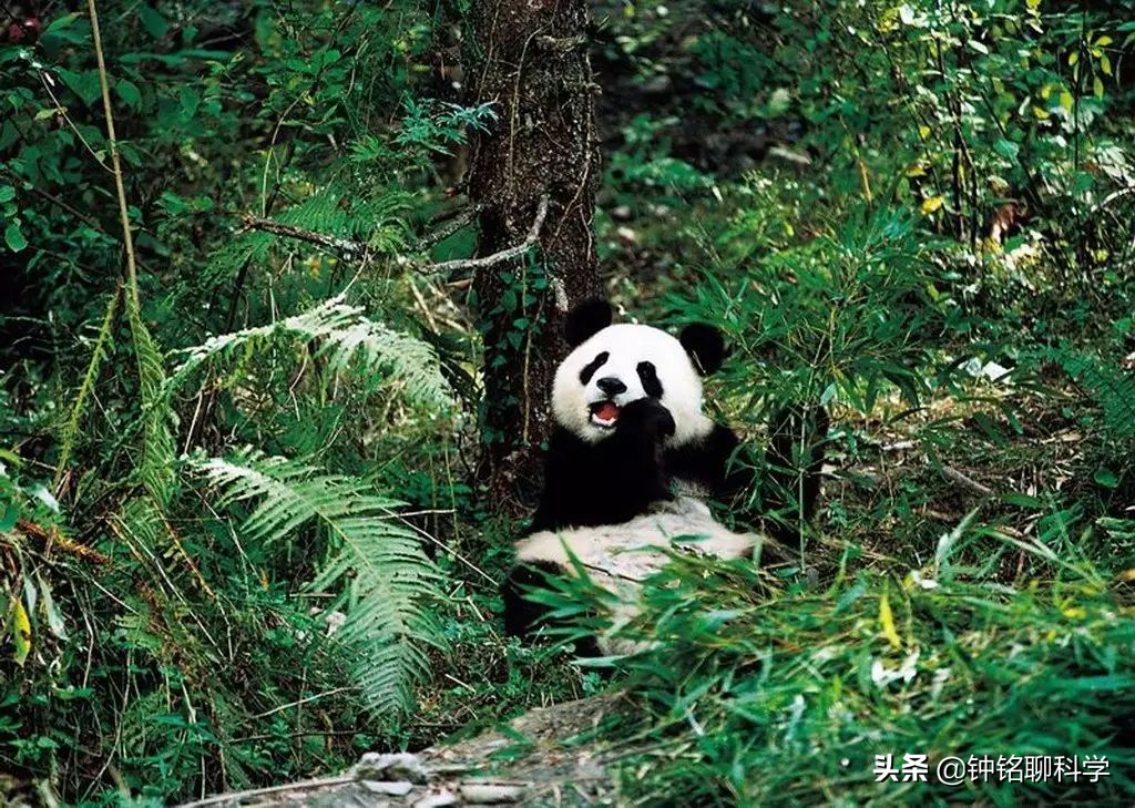 始熊猫图片（大熊猫的祖先是始熊猫主要以肉类为食）