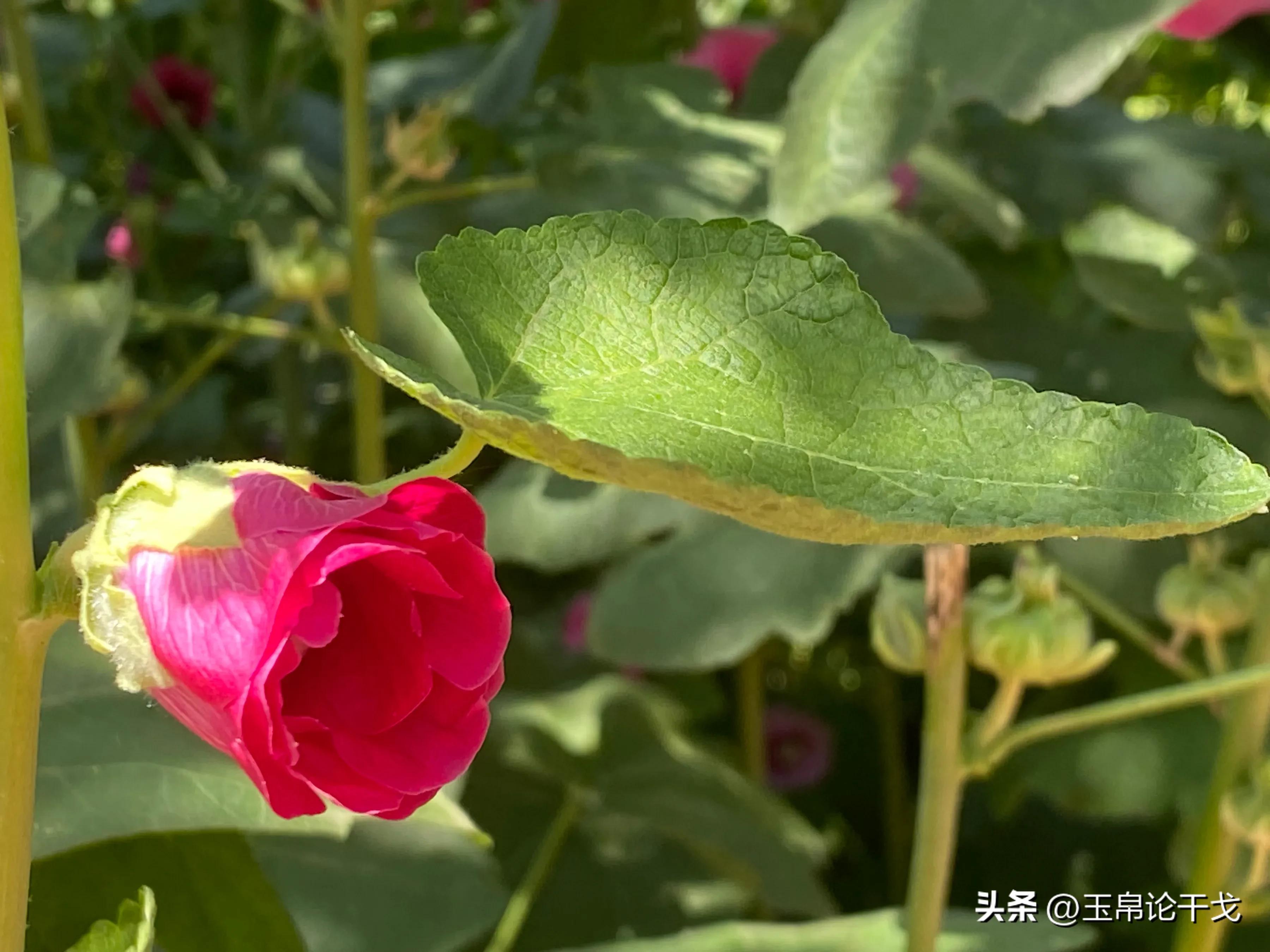 擦边情人谷