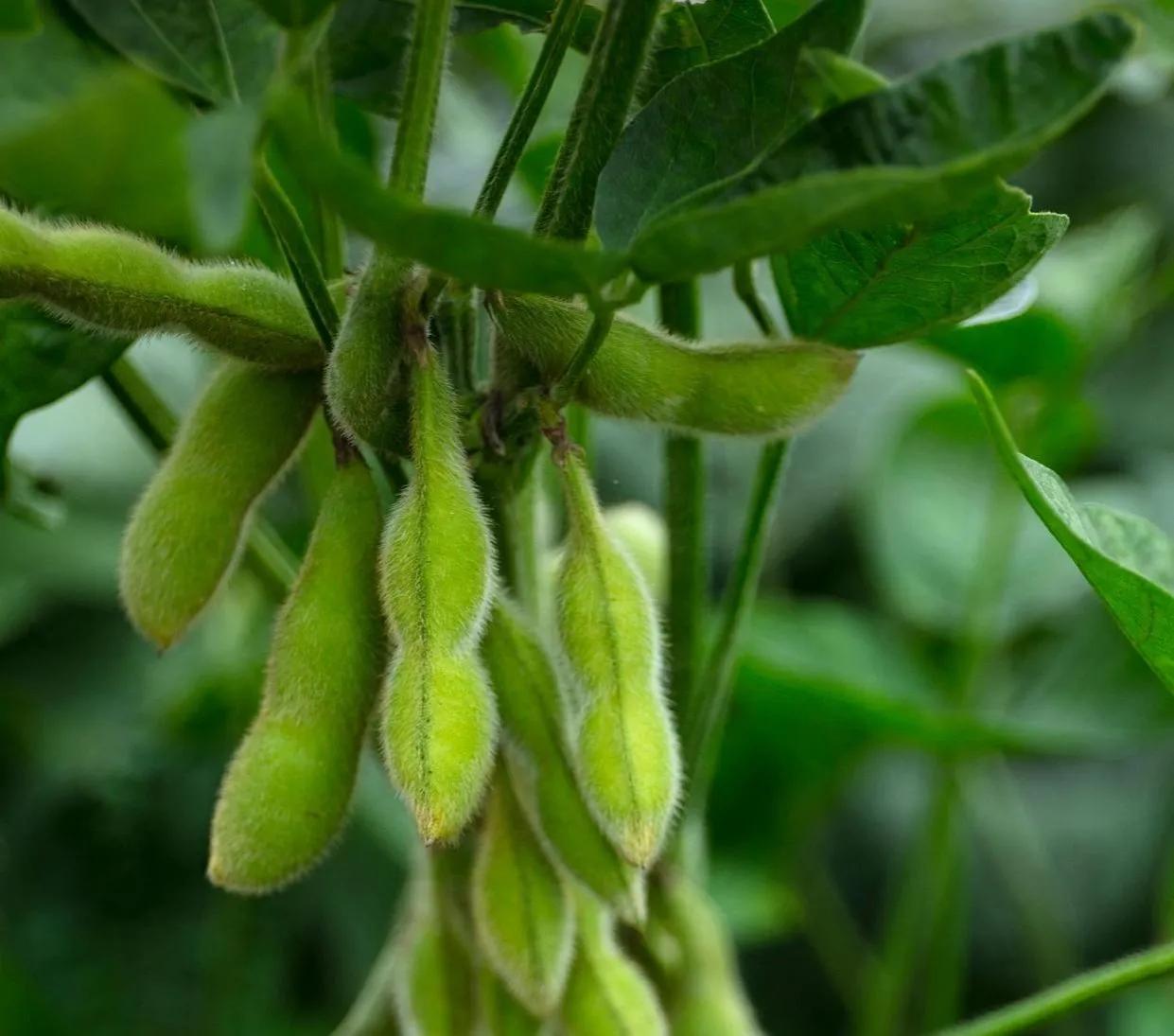 大豆属于什么植物（六句俗语说透大豆高产的全过程）