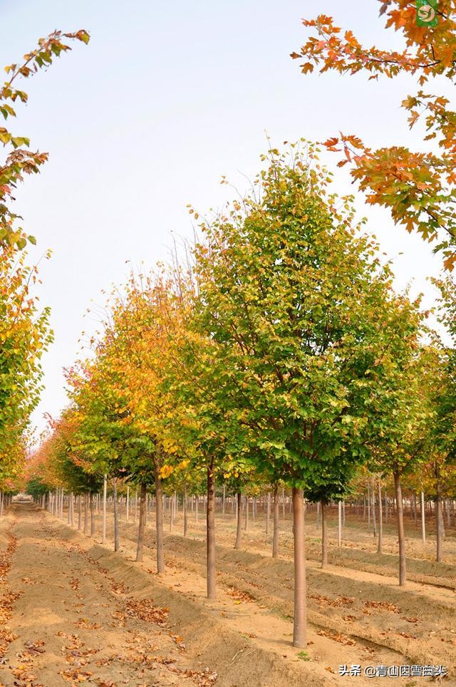 容易赔了夫人又折兵！盘点9个被网红带偏的农村创业项目