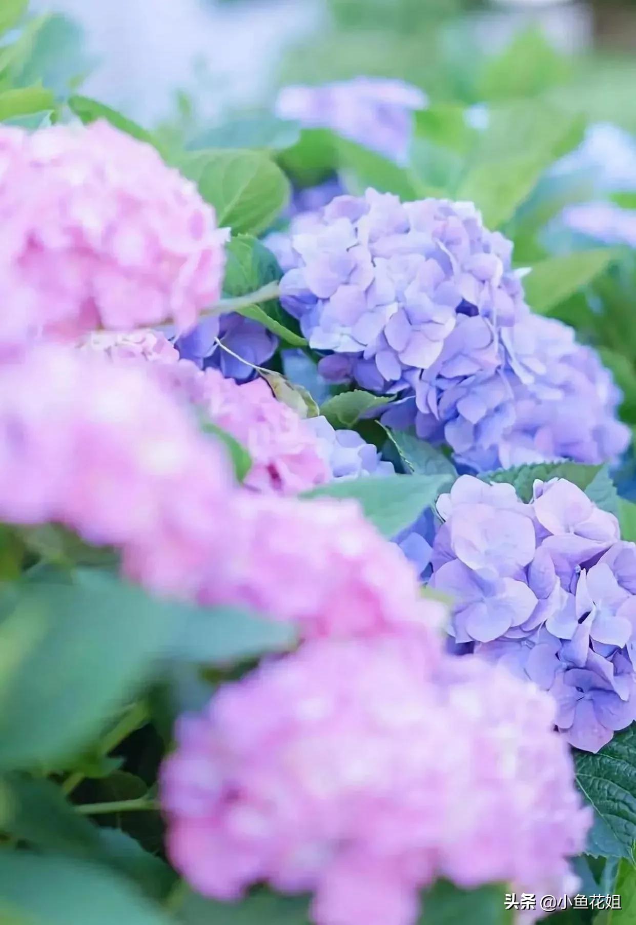 康乃馨的花语（能送给母亲的花可不只有康乃馨）