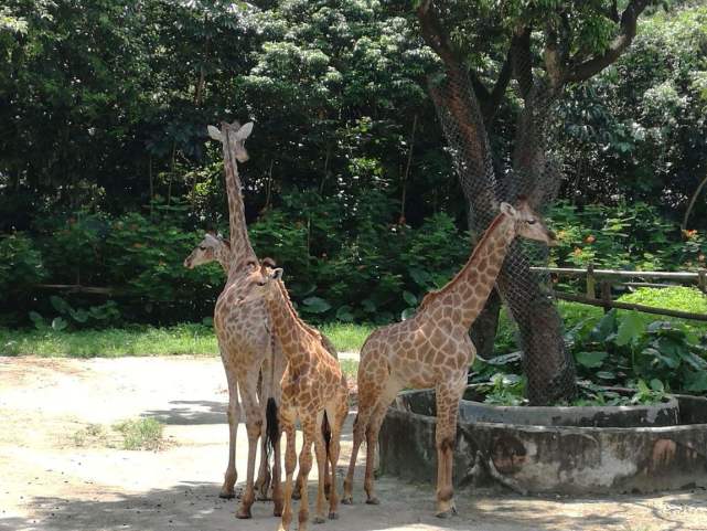 深圳野生動物園攻略野生動物園有什麼好玩的