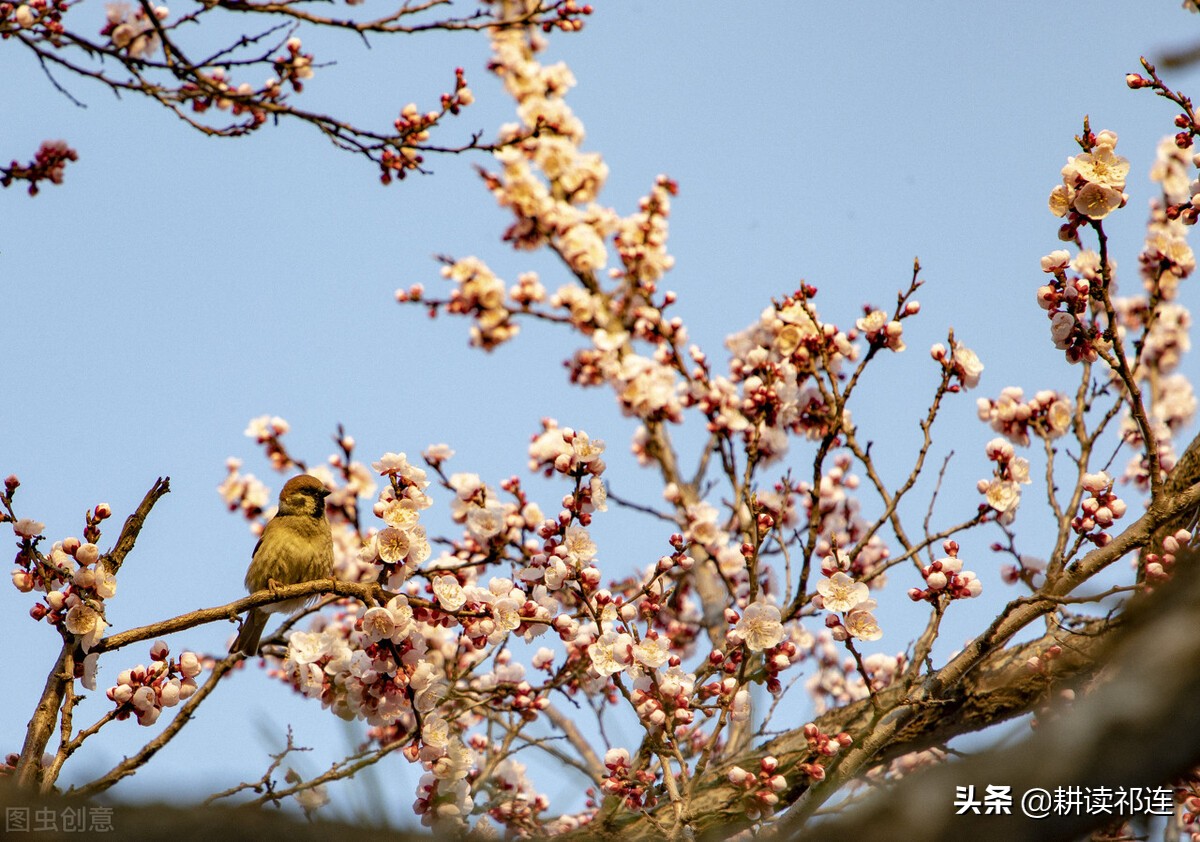 伴随中国人从古至今的五大家树