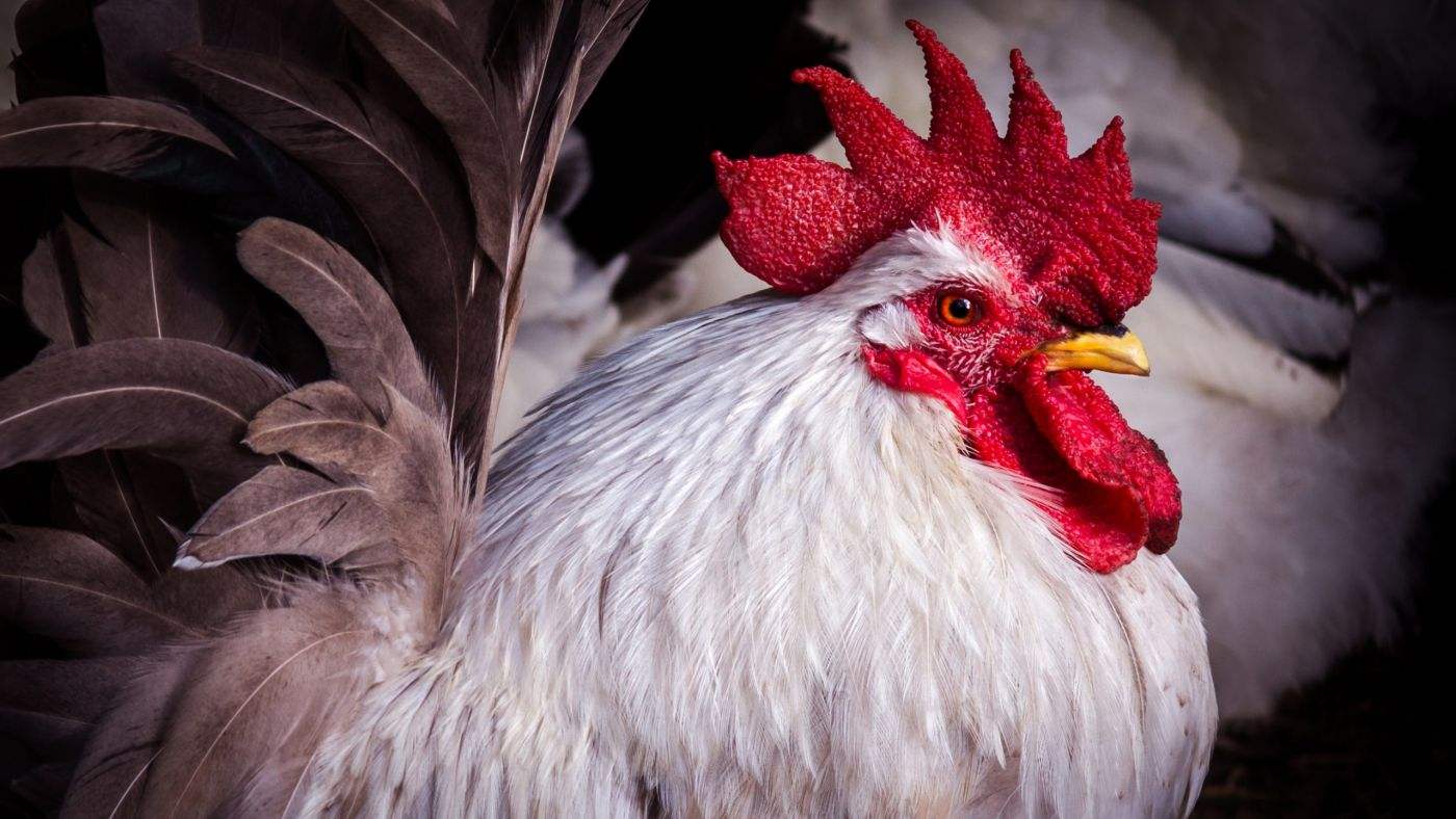 怎樣讓公雞不打鳴,怎樣讓公雞不打鳴兒?