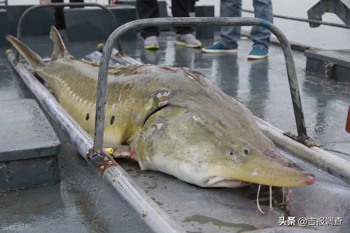 那一场场写满传奇的"头鱼宴",早已化作历史的云烟——嫩江湾的诉说