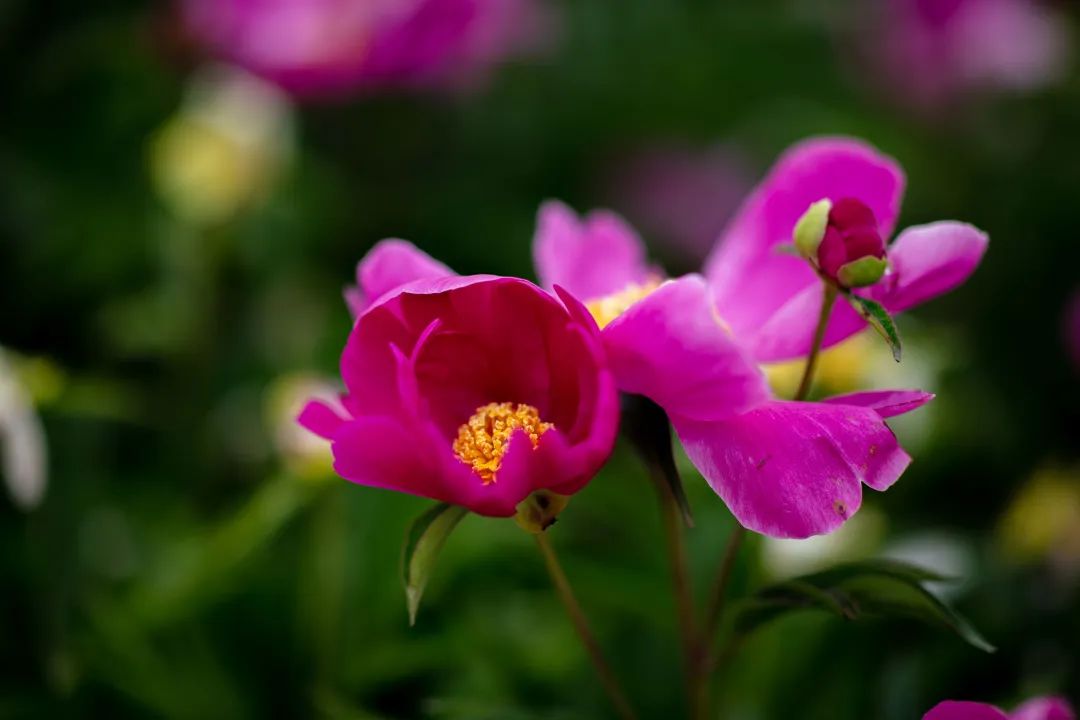 花开河东春来早｜花满闻喜，如画新绛！去看百花盛开的诗和远方！