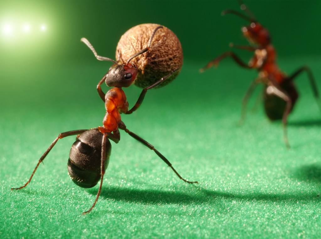 小蚂蚁的夜晚，是忙碌，是安静，是努力