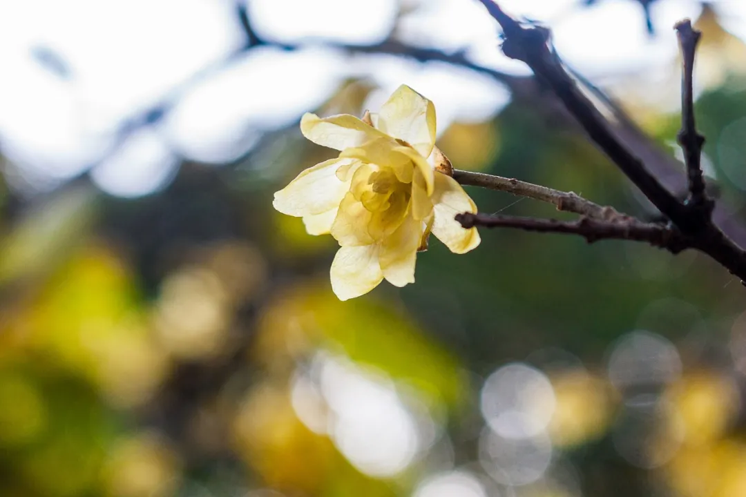 腊八节是什么节（腊八中国的传统节日风俗）