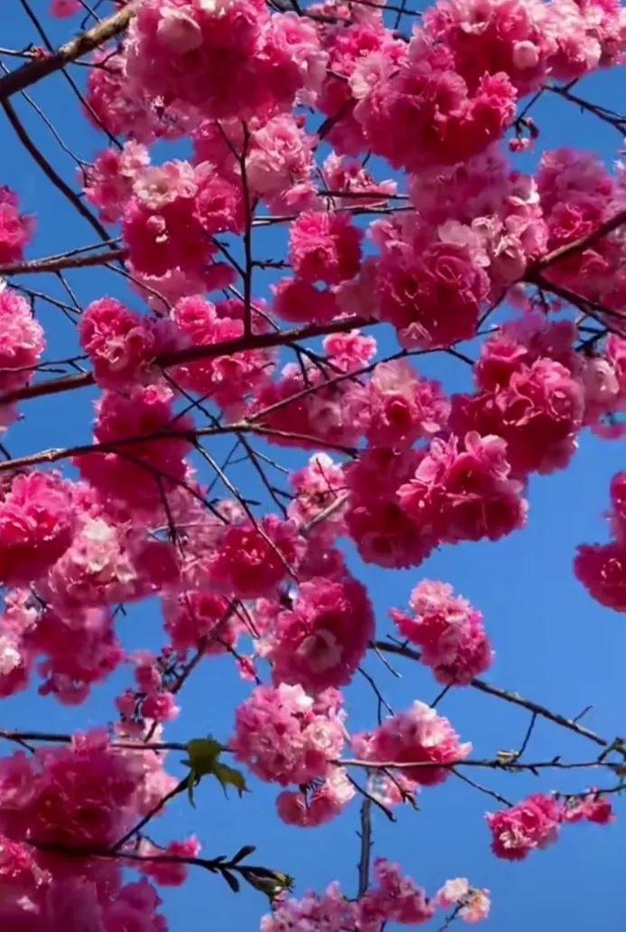 春到人间百花开，姹紫嫣红香满园