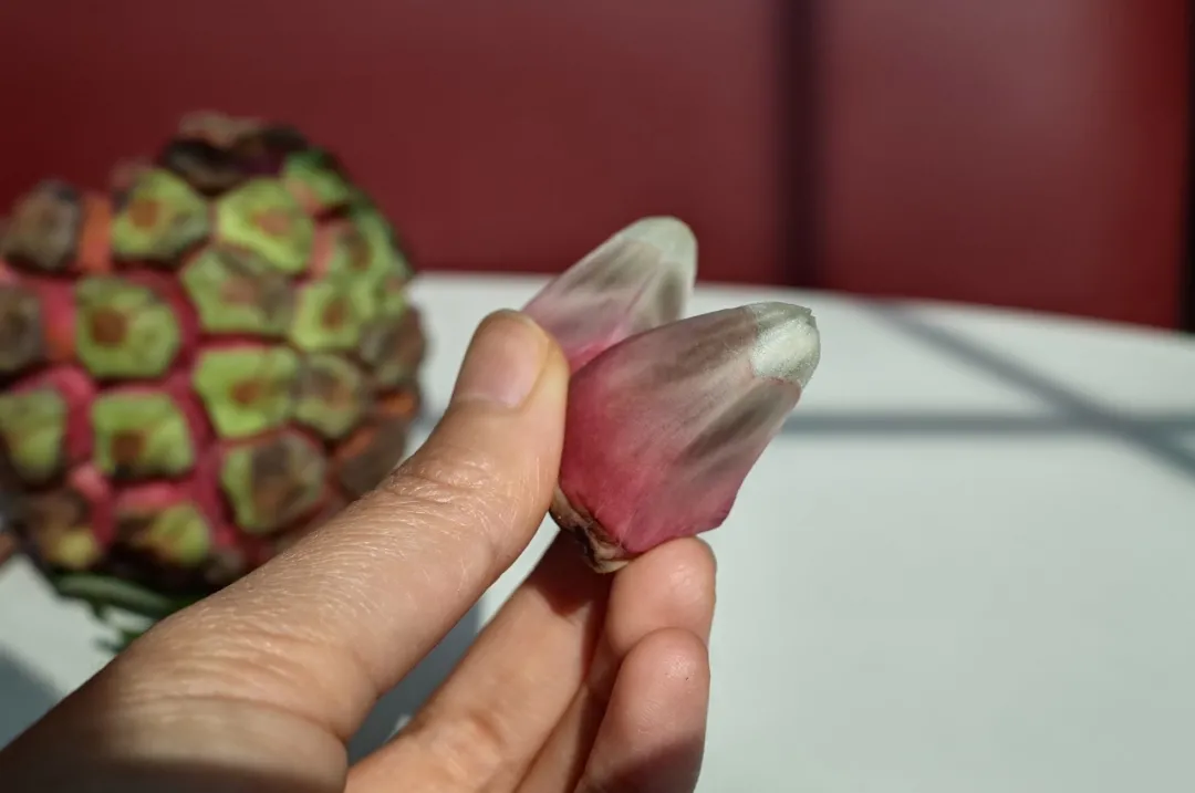 十几块买到的快乐,这不比奶茶香多了