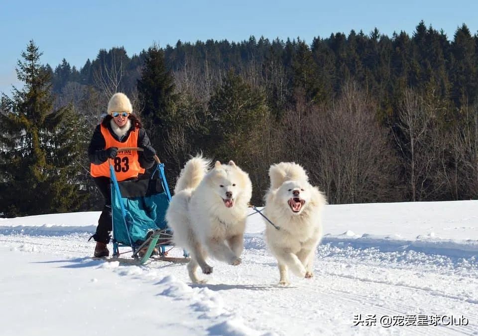 百科 | 萨摩耶犬，微笑甜美的冰雪精灵
