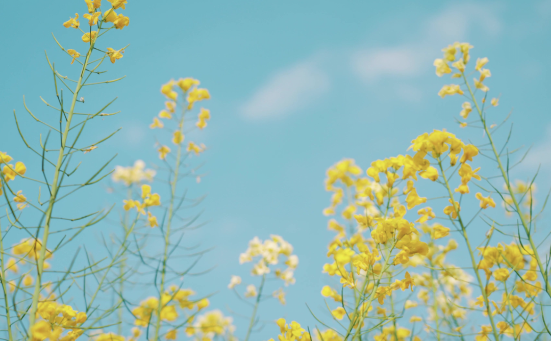 春分诗词15首 ：谁把春光，平分一半，最惜今朝！
