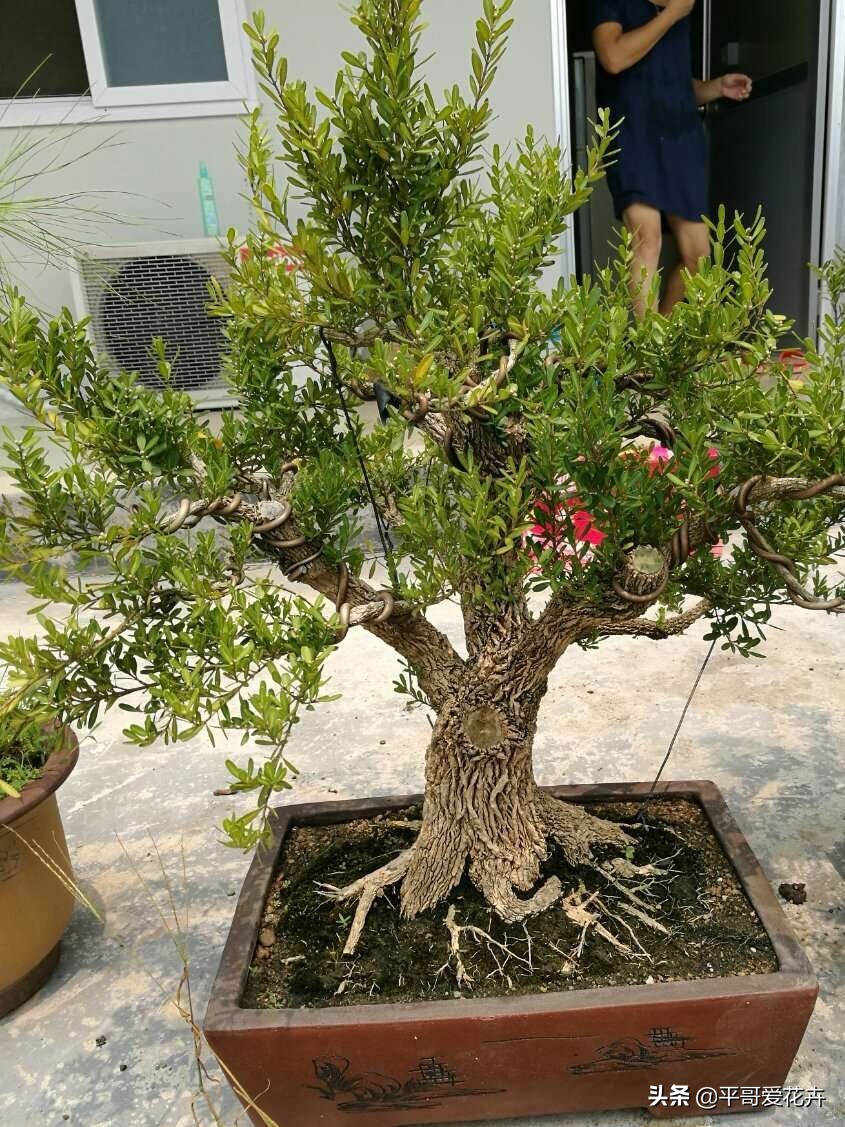 马齿苋树盆景造型图片(4种名贵居家盆景)