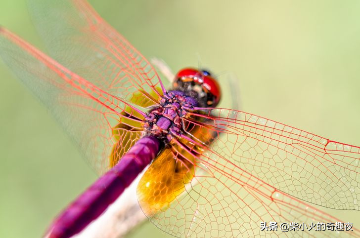 蜻蜓,自然界中可以接触到的最古老的昆虫,生活在世界各国
