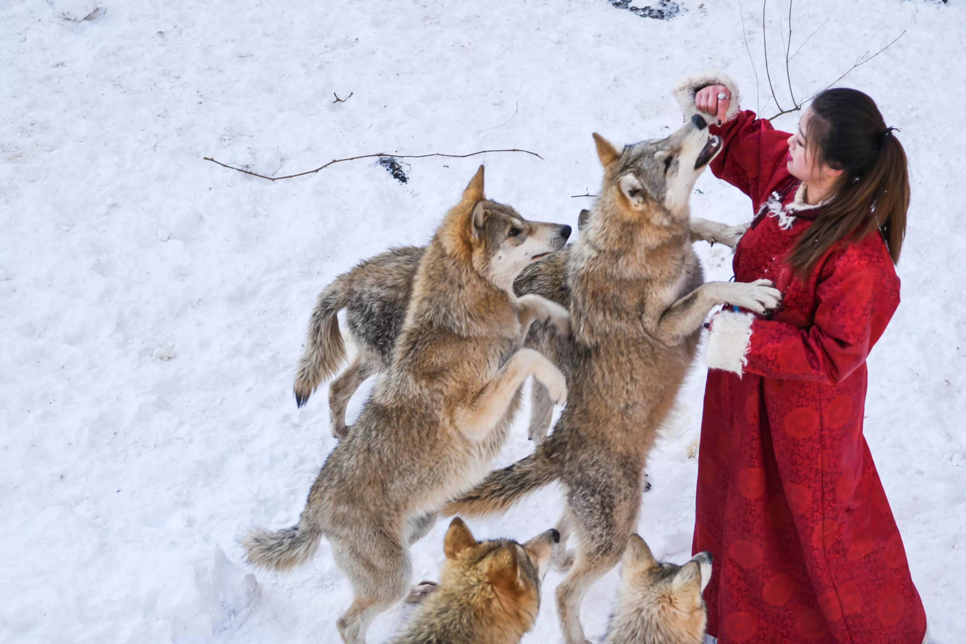 四川女子,与狼生活一年,结局感人