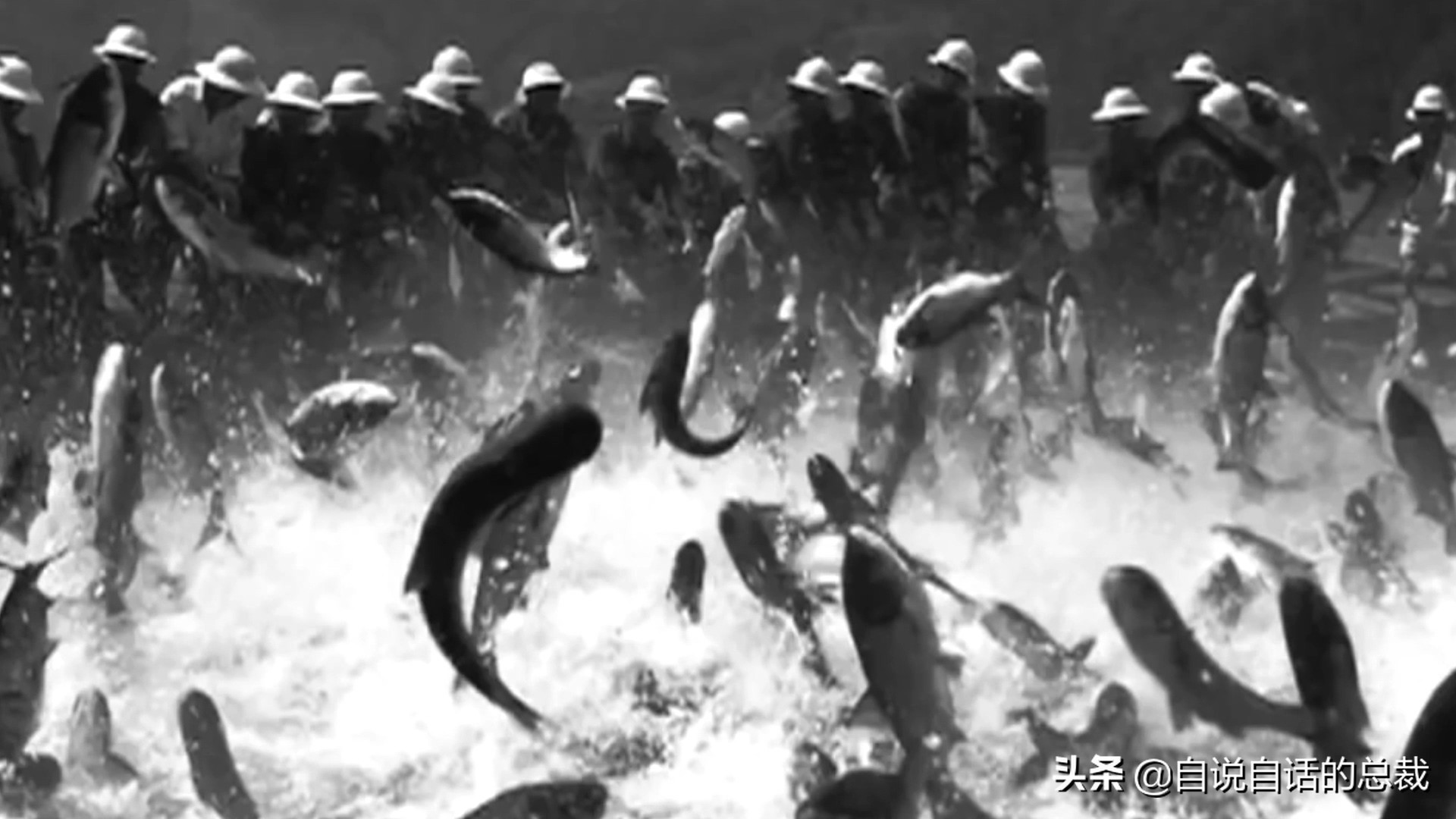 从4毛一斤到价比黄金，300万一条，40年来，大黄鱼到底经历了什么