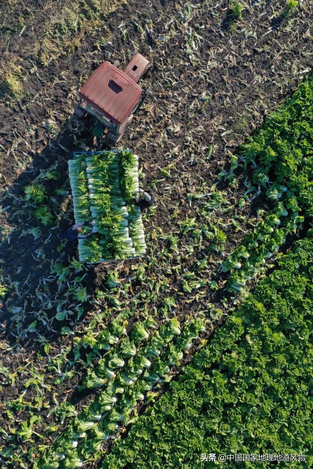 上海超越辽宁登顶(北援吉林南助上海，这个东北第一蔬菜大省，低调太久了)