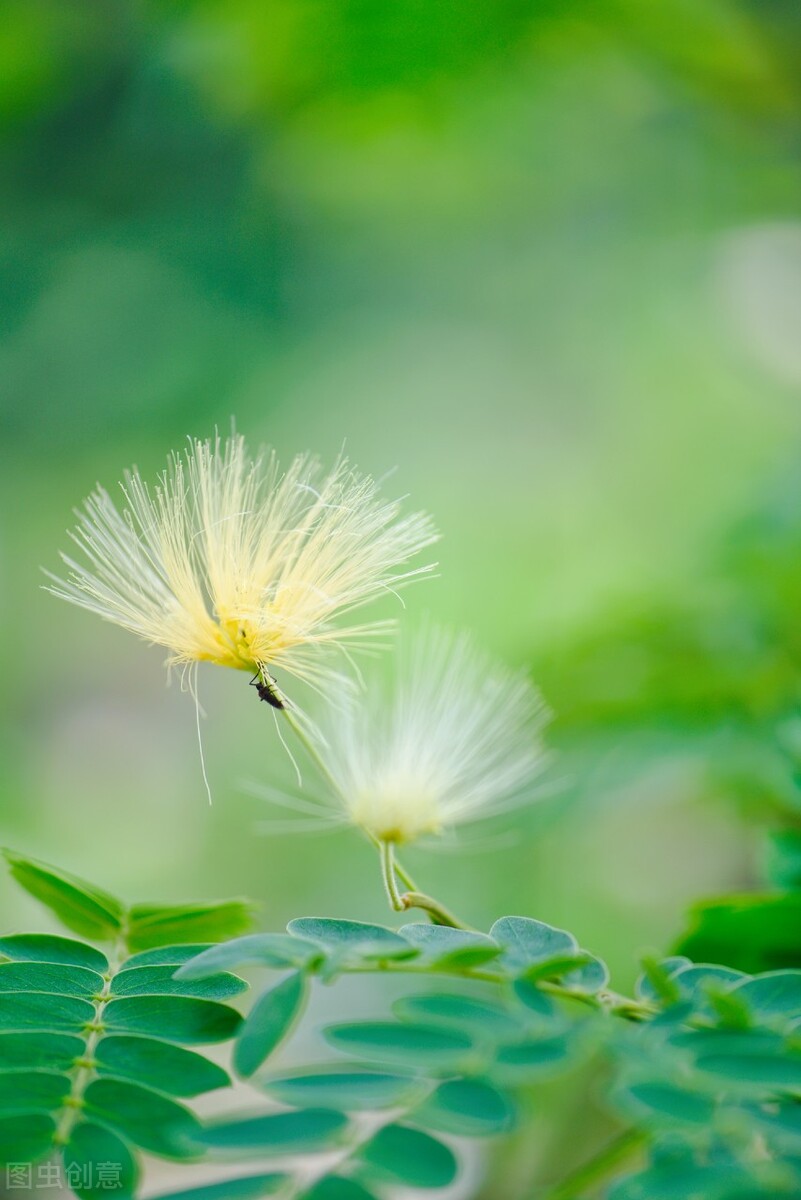 春日帖：春来无事，只为花忙，指尖滴落一行诗，掌心焐热一杯时光