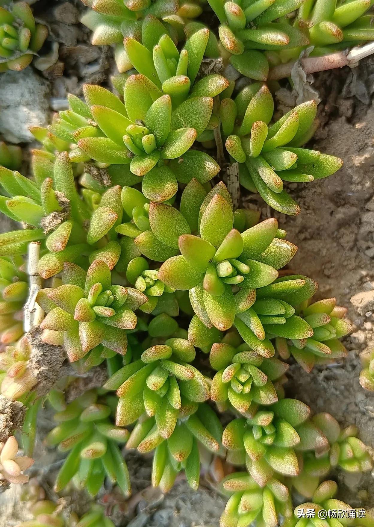 夏至草的作用与功效（春天常见的野菜图鉴）