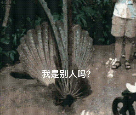 梦华录刘亦菲表情包