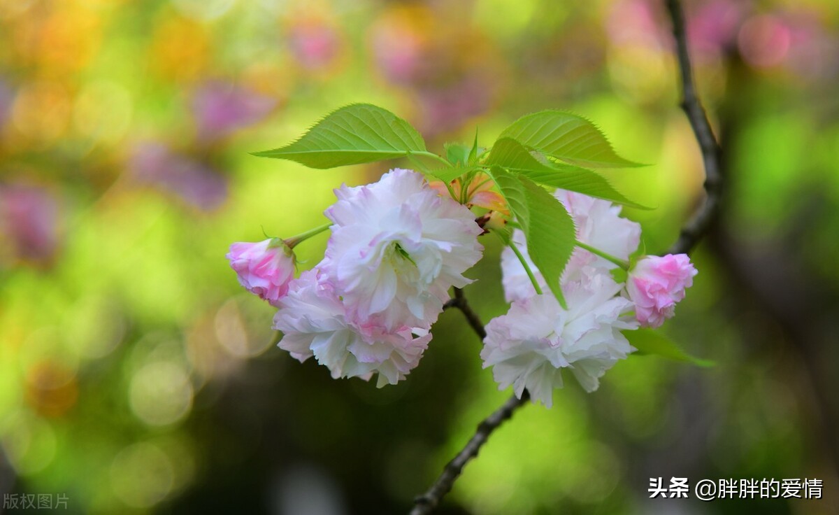 花开有时，花落有时；永不假设，永不强求，顺其自然