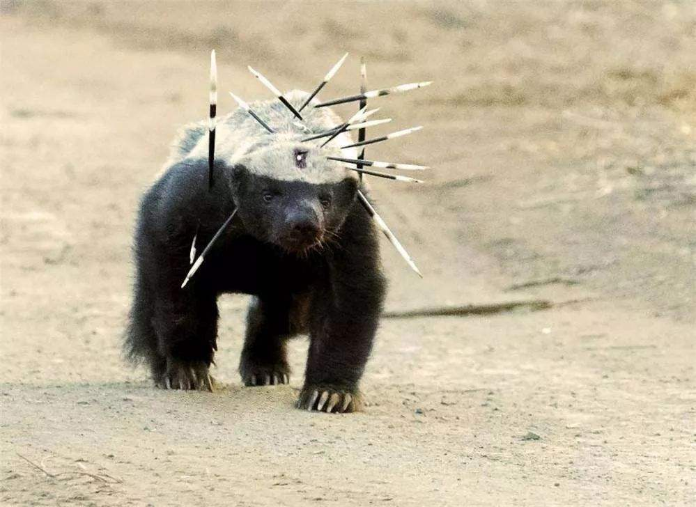 大连蛇岛20000条毒蛇,以鸟为食没天敌,能抵挡2只蜜獾的攻击吗?