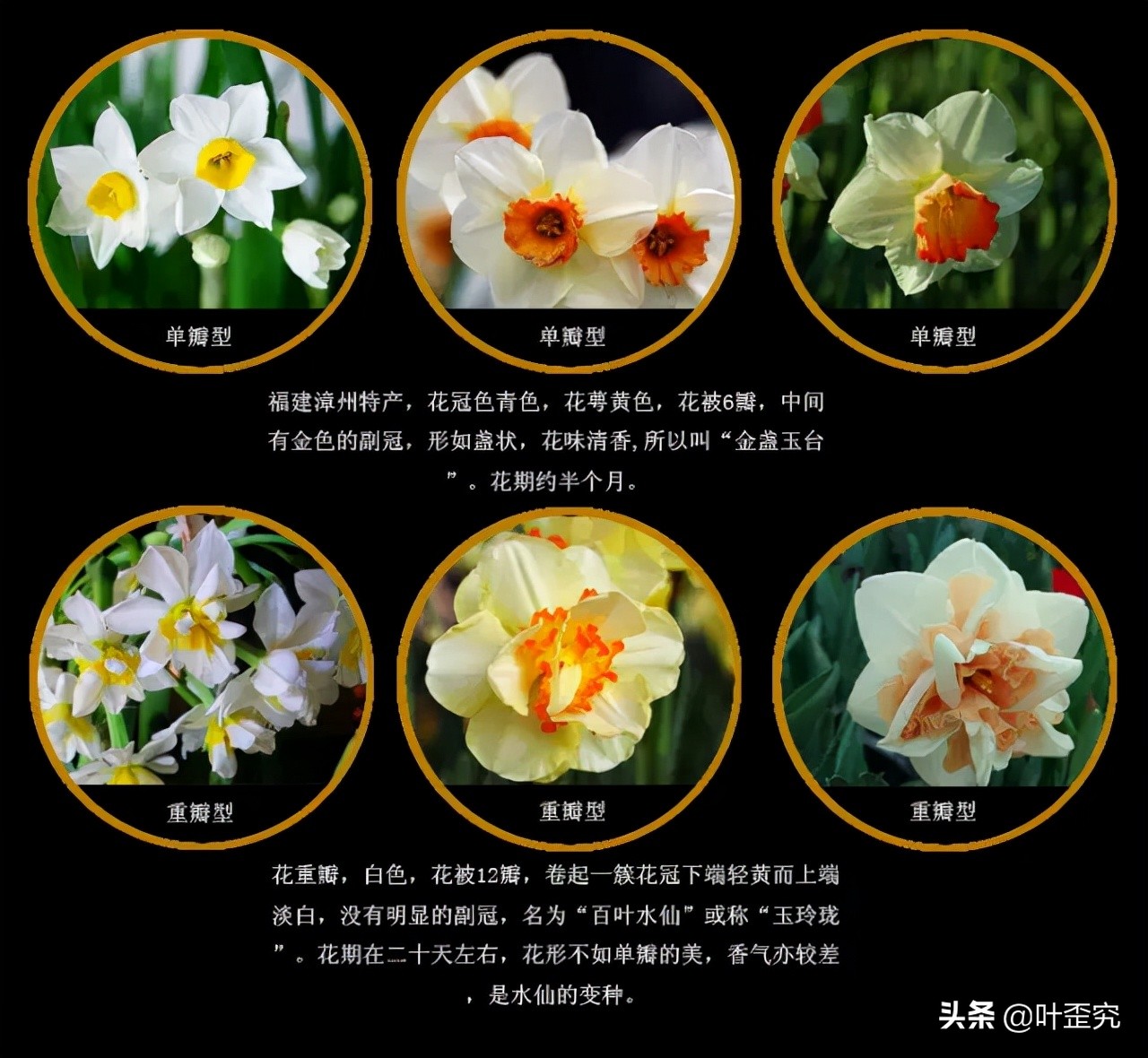 中国十大名花，您都知道吗？