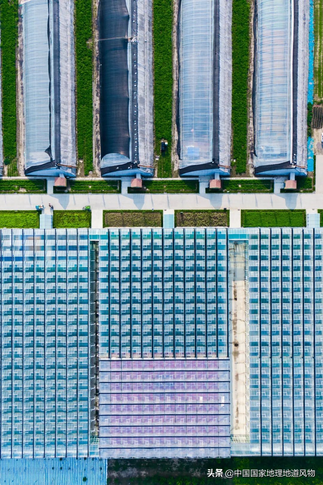 助力蔬菜自由，山东、河南、河北、江苏四省，种菜到底有多猛？