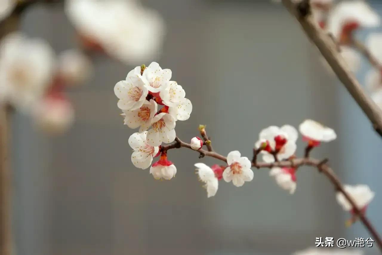 春天的颜色——红白黄紫绿