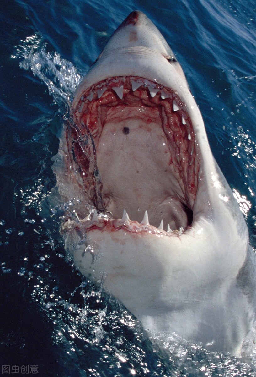 恶鲨入侵图片