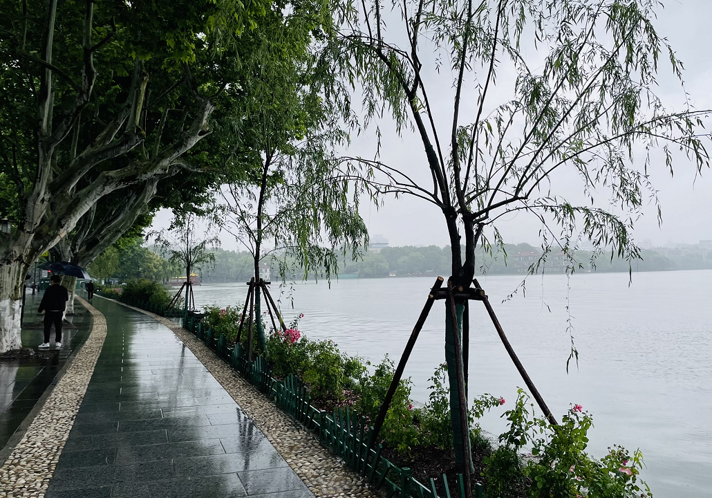 西湖边7棵柳树，让杭州“炸开了锅”|这样的“批判”，你支持吗？