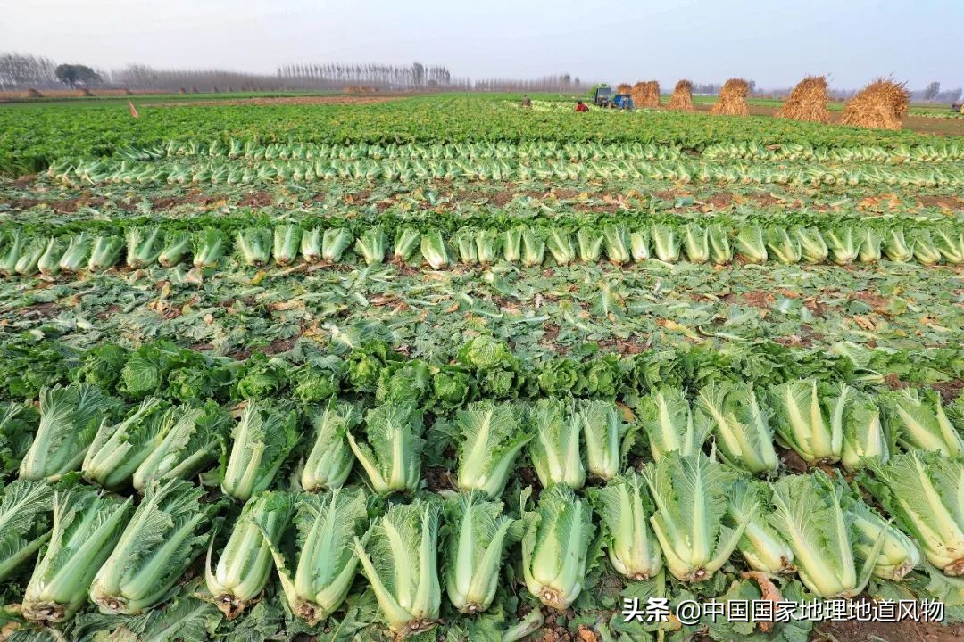 助力蔬菜自由，山东、河南、河北、江苏四省，种菜到底有多猛？