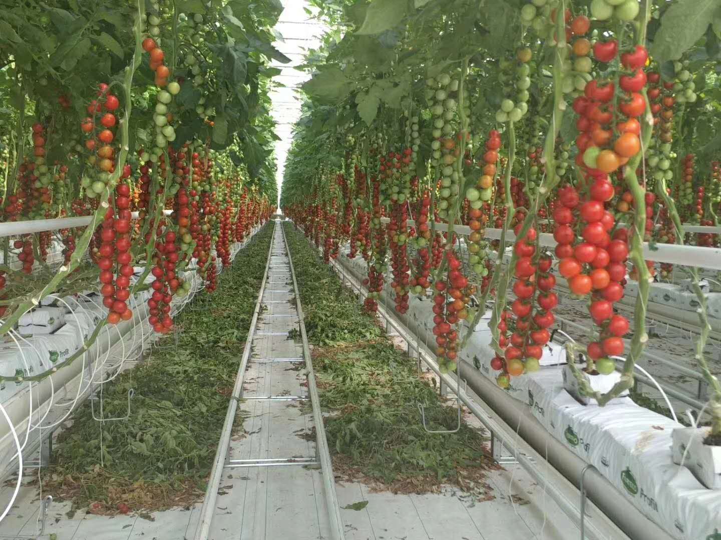 分享在荷兰玻璃温室能赚钱到了国内怎么不赚钱了