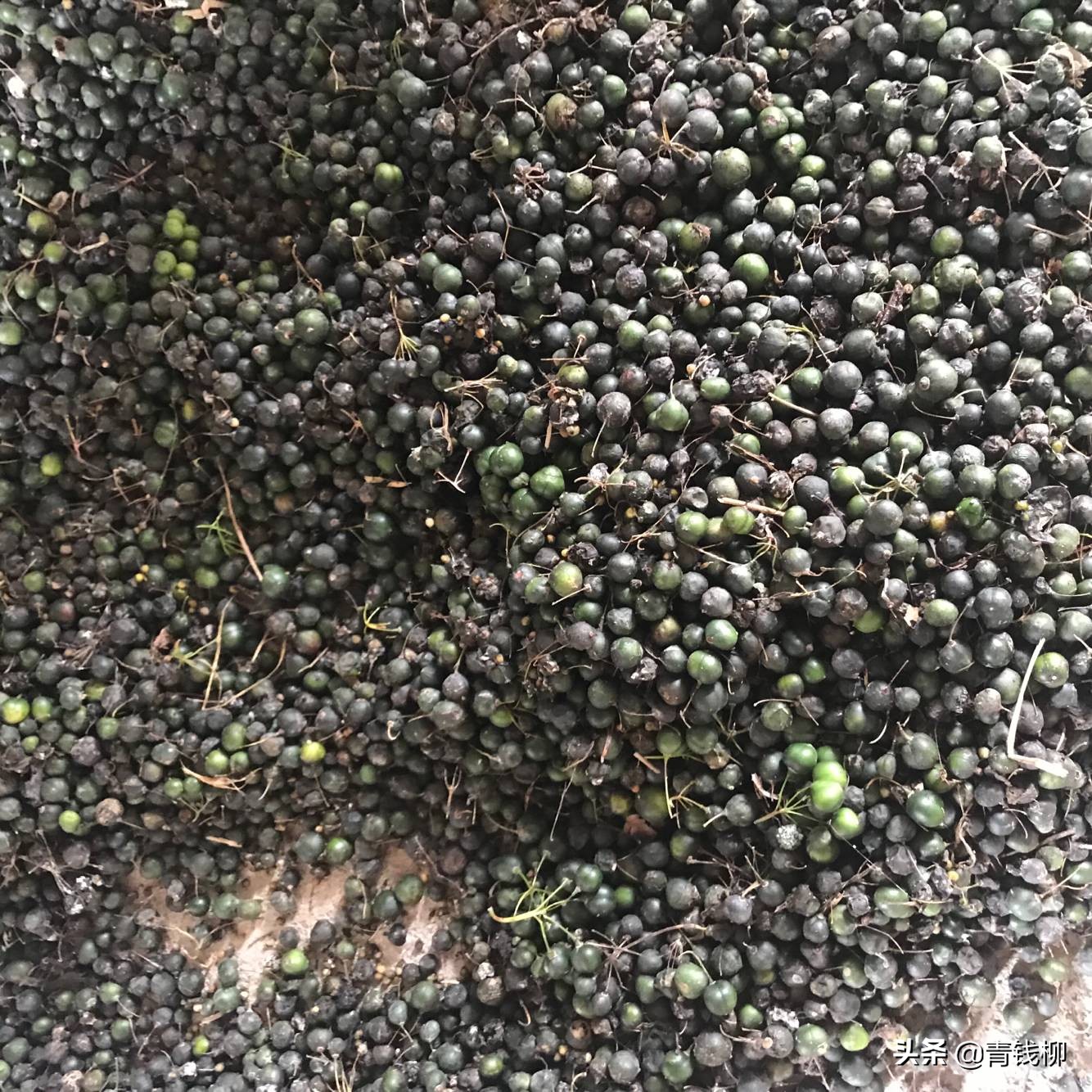 种植药材黄精的介绍（药食两用中药黄精种植技术详解）