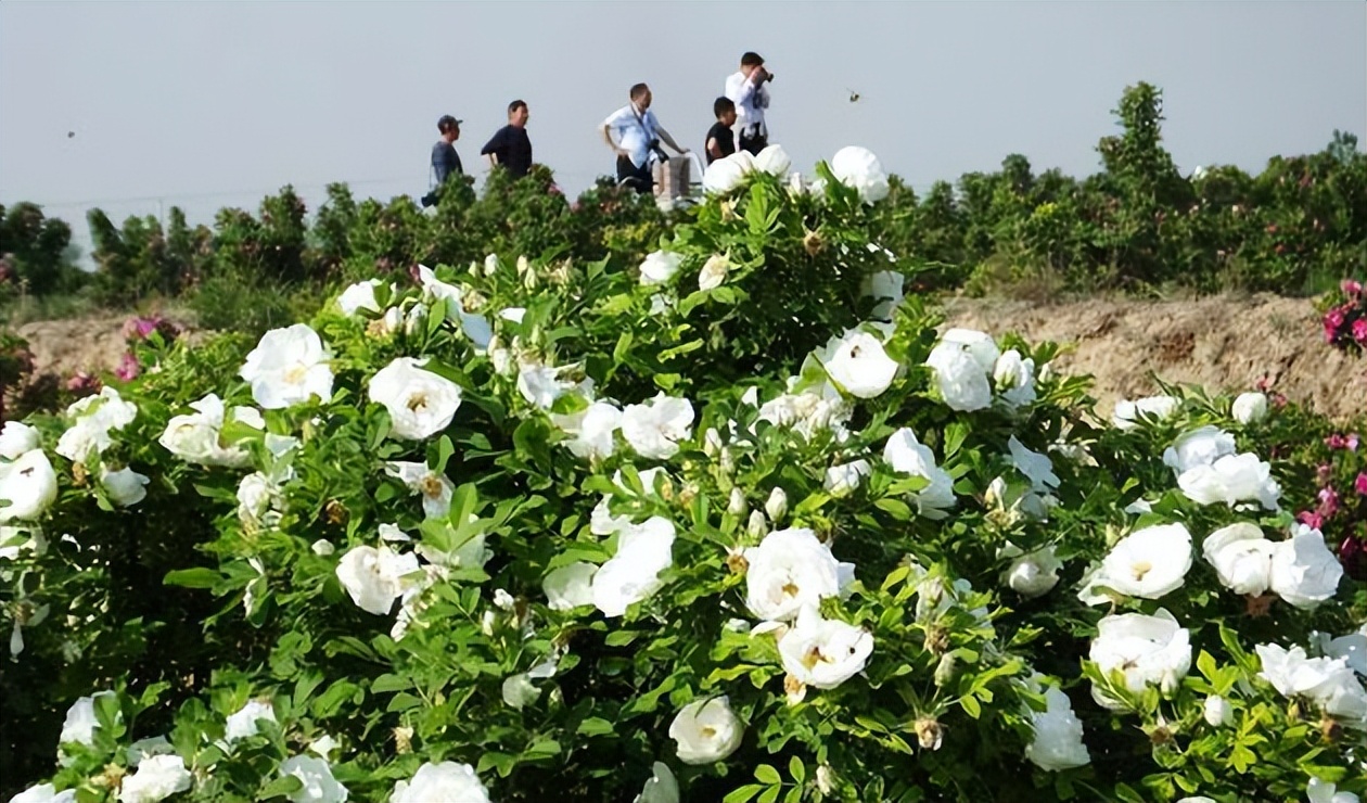 花开河东春来早｜花满闻喜，如画新绛！去看百花盛开的诗和远方！