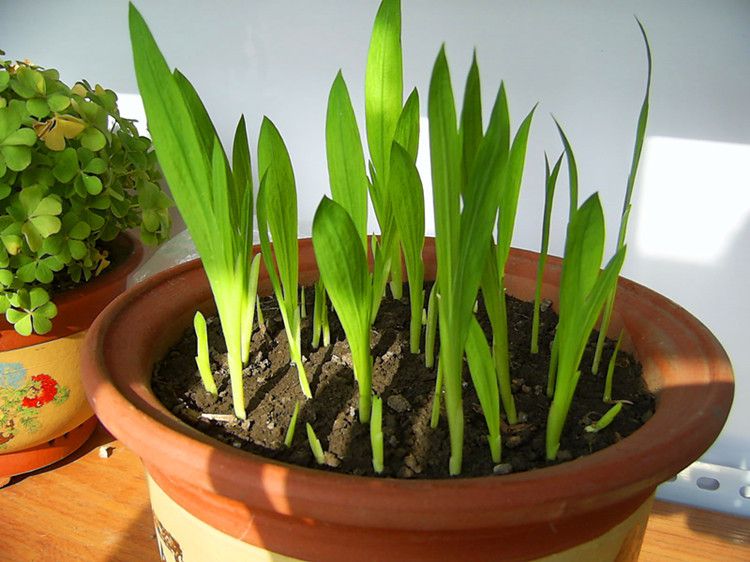 香雪兰是一种球根类花卉,它的种球就像一个个的蒜瓣,很小巧,别看种球