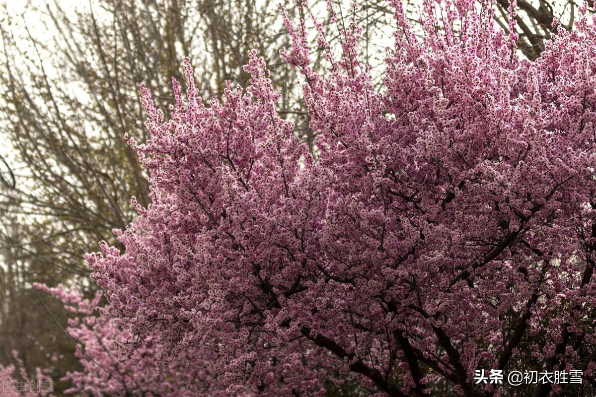 春寒梅花美诗五首：雨后春寒冽，窗下有梅花