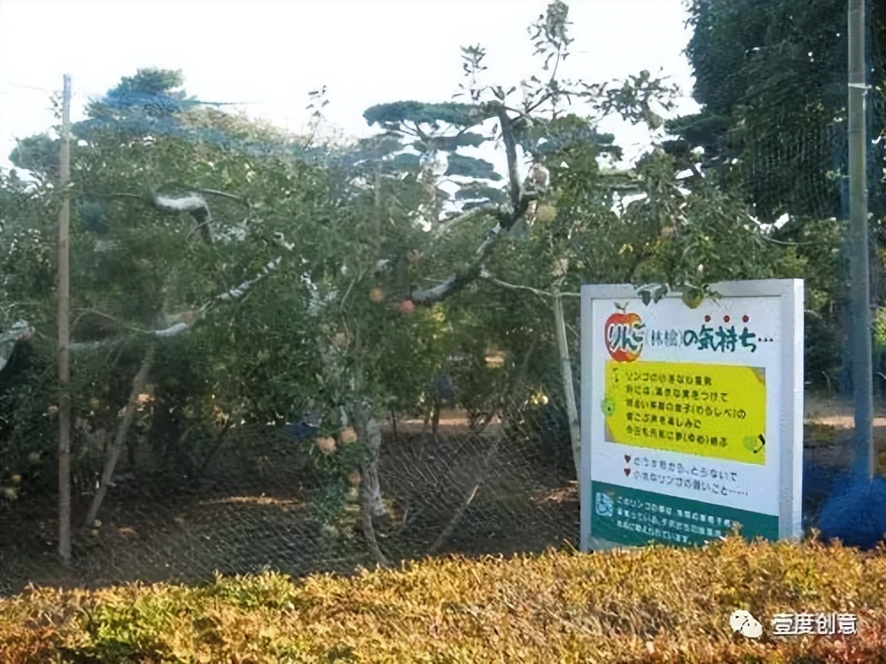 兩個(gè)日本農(nóng)場(chǎng)教會(huì)你，養(yǎng)豬農(nóng)場(chǎng)如何變身萌豬樂園