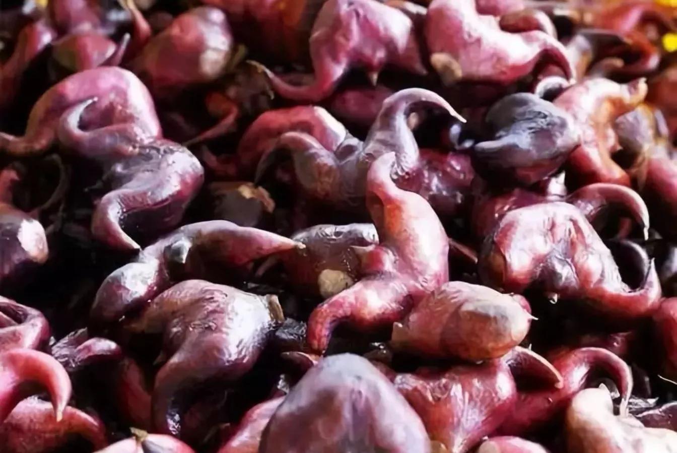 北人食菱蕴含的做人道理