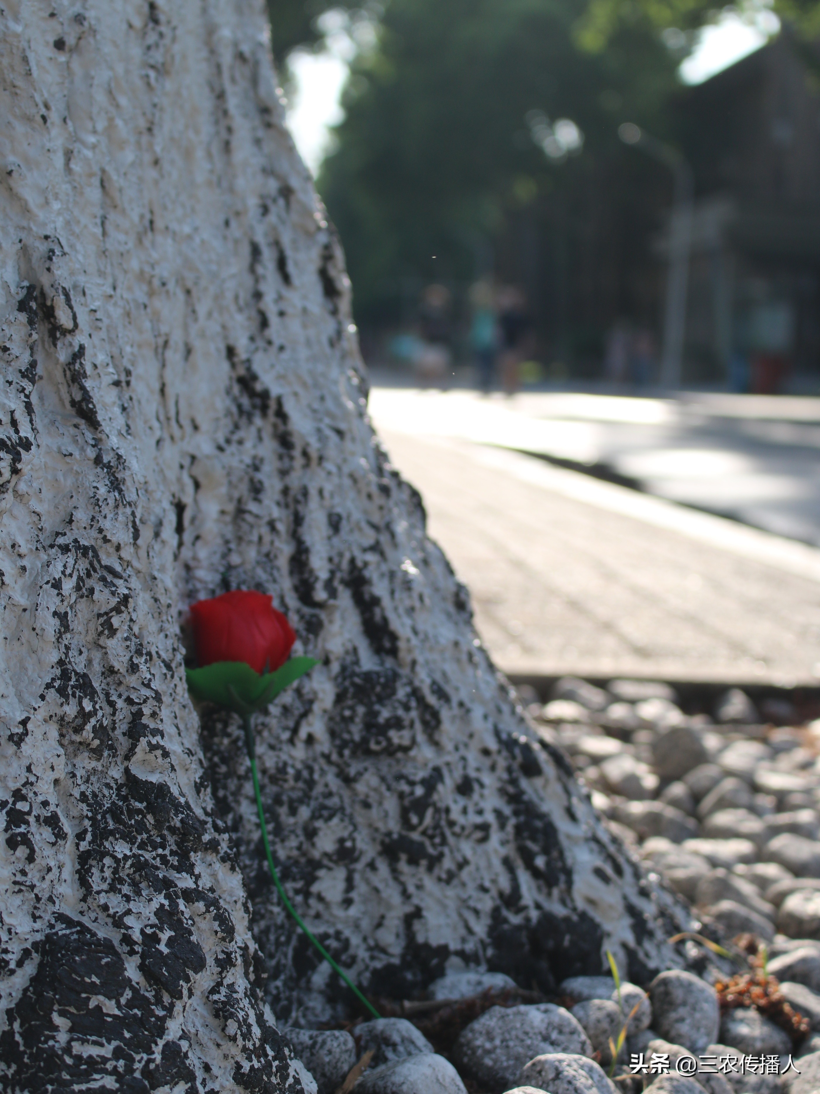 高考将至 | 用照片带你领略中国农业大学~ 是你向往的大学吗？