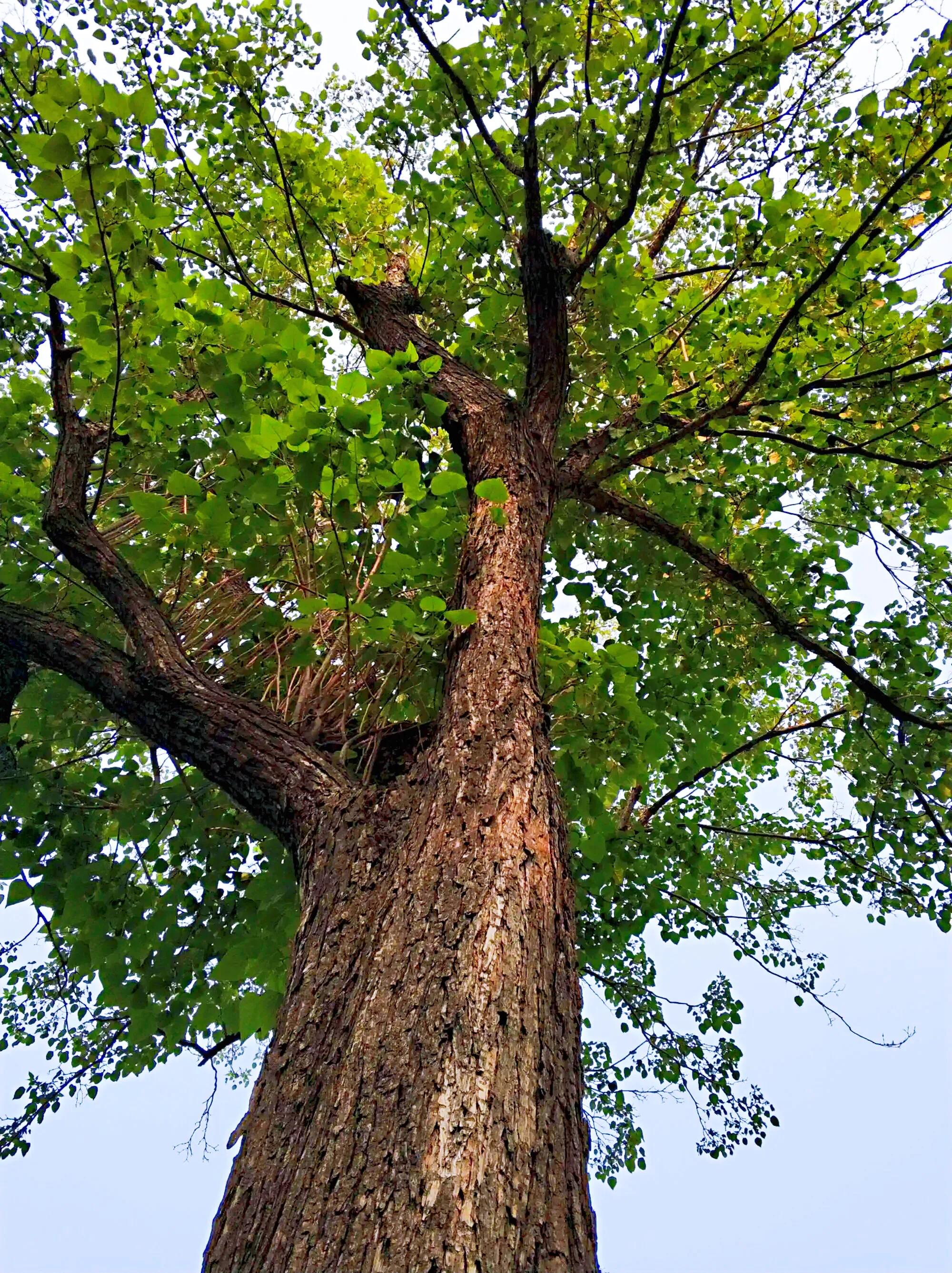 楸树～树干挺拔,枝叶繁茂,花朵璀灿,著名的木材树和观赏树种